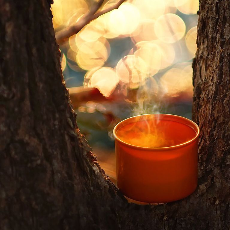 Kaffee im Baum (pixabay.com)